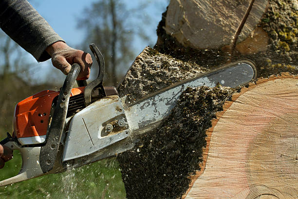 The Steps Involved in Our Tree Care Process in Fort Lee, NJ